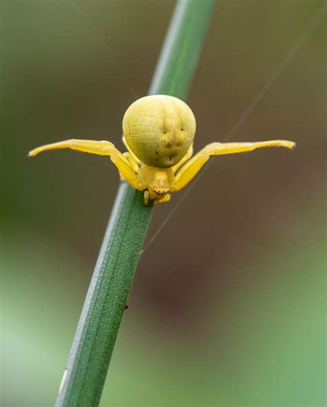 Photographie De La Nature On Instagram 🕷 📸 Olympusfrance