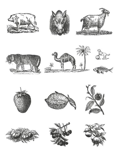 animal | Tattoo flash art, Vintage drawing, Flash art