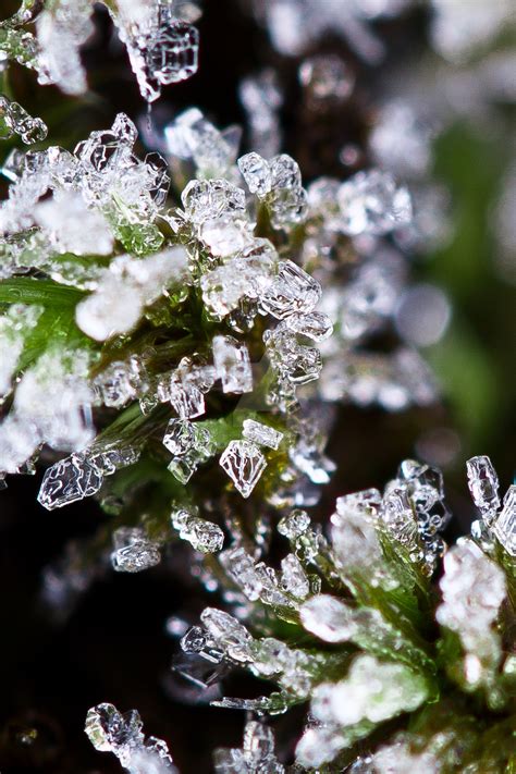 Ice Crystal On Fungi By Kenjipedersen On Deviantart