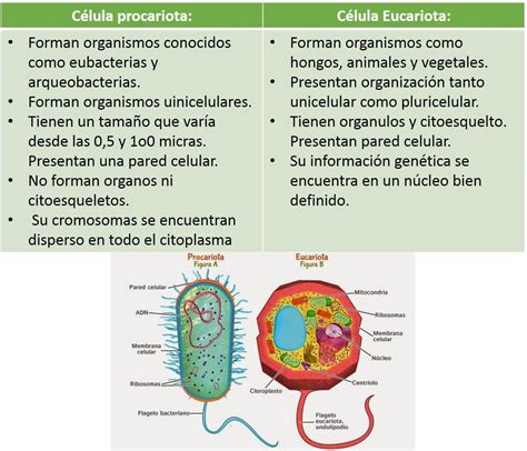Cuadro Comparativo Entre Celula Animal Y Vegetal Diferencias Y Celula