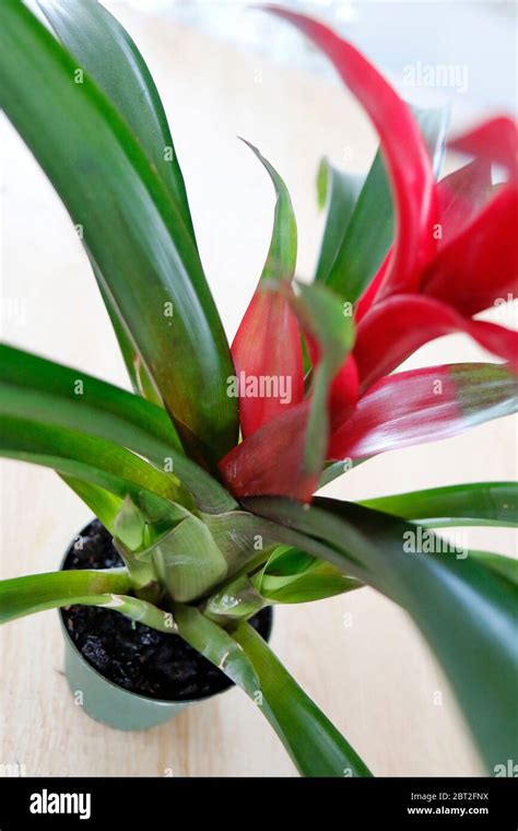 Repotting Bromeliad Hi Res Stock Photography And Images Alamy