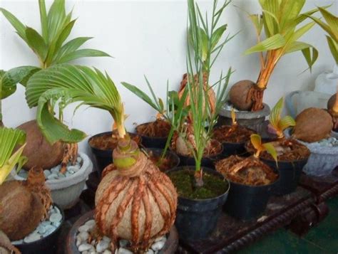 Selain cara membuatnya, anda juga harus mengetahui bagaimana cara membuat tanaman kamboja berbunga lebat. Cara Membuat Bonsai Kelapa Bercabang - BibitBunga.com