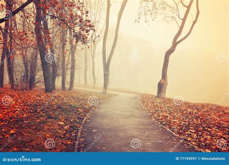 Autumn Landscape Foggy Autumn Park Alley With Bare Autumn Trees And