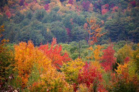 Vibrant Fall Foliage Amongst Green Trees Free Nature Stock