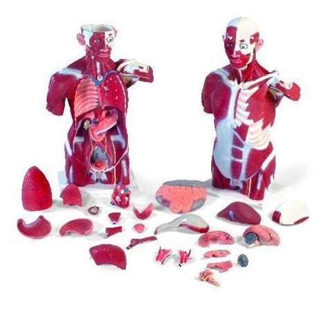 Check spelling or type a new query. Life Size Muscle Torso 27 Part :: Sports Supports ...