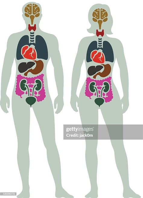 Human Internal Organ Diagram High Res Vector Graphic Getty Images