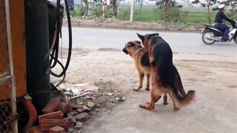 Funny Animals Becgie Dogs Mating Video Dailymotion