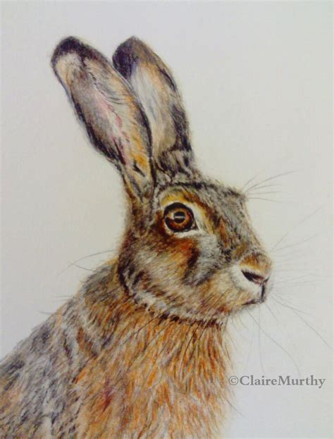 Drawing Hares