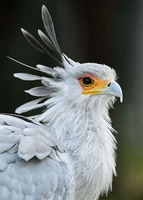 Orbited — Sdzoo The Stylish And Beautiful Secretary Bird By