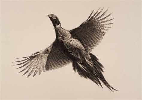 Pheasant In Flight Graphite Drawing By Artist Jonathan Pointer