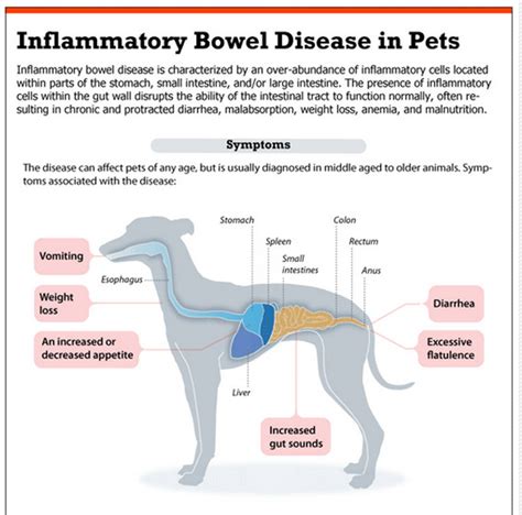 Colitis, or inflammation of the colon, is the culprit behind roughly half of all instances of chronic canine diarrhea, according to webmd. IBD in Pets | What Is Inflammatory Bowel Disease (IBD)?