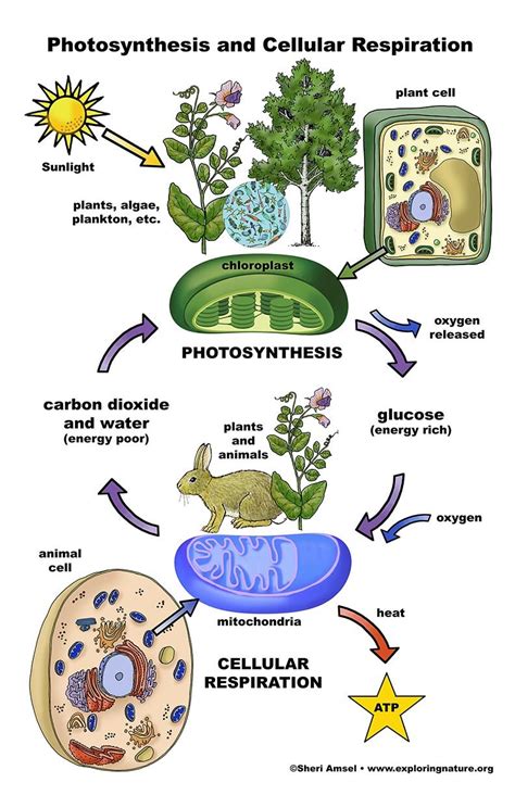 Cellular Respiration Process In Plants