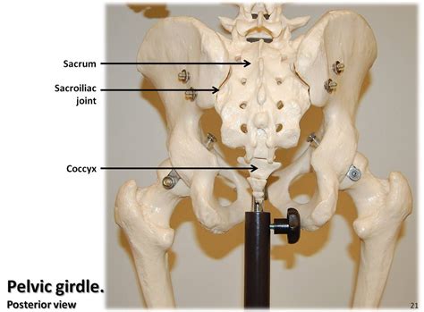 Backbone is most important part of a system which provides the central support to the rest system, for example backbone of a human body that balance and hold all the body parts. Pelvic girdle, posterior view with labels - Appendicular S ...