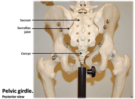 We are pleased to provide you with the picture named anatomy pelvic girdle anatomy of pelvic we think this is the most useful anatomy picture that you need. Pelvic girdle, posterior view with labels - Appendicular ...