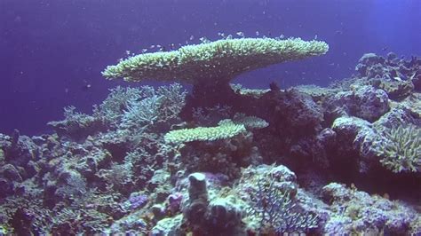 The Reef Great Astrolabe Reef Fiji
