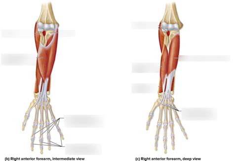 Intermediate And Deep View Of The Anterior Forearm Muscles Diagram
