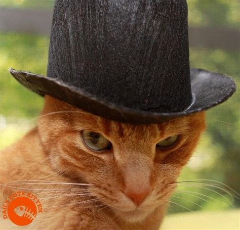 Pin By Two Swords On Cats In Top Hats Hats Top Hat Fedora