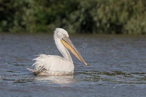 Dalmatian Pelican Pelecanus Crispus Stock Photo Image Of Wildlife