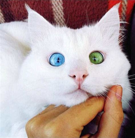 20 Cute Googly Eyes Cat Prove You Dont Have To Be Cute To Be Loved