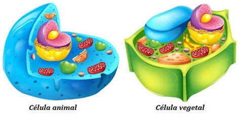 Diferencias Entre Células Animales Y Vegetales Reinos De La Naturaleza