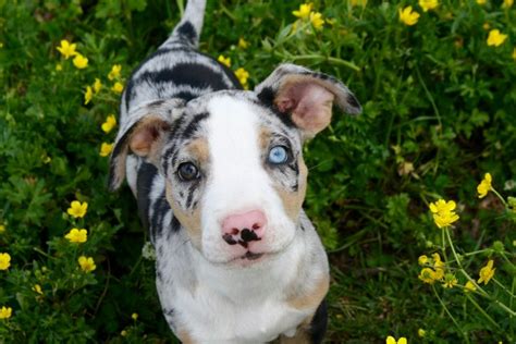 Pin On Louisiana Catahoula Leopard Mixed Dogs And Hybrid Puppies