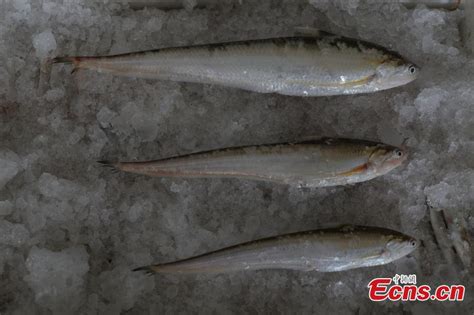 Fishing Season Begins For Rare Yangtze River Fish48