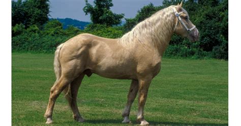 American Cream Draft Horse