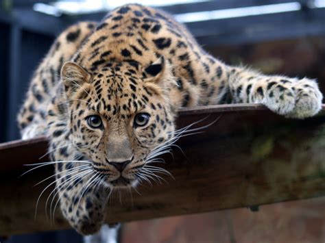 Amur Leopard Hannah S Passion Blog