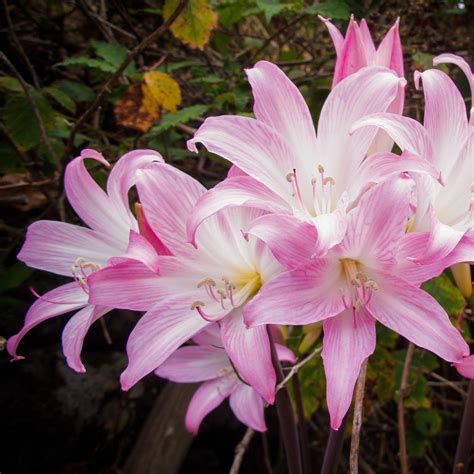 Beautiful Pink Hybrid Belladonna Lily Bulbs For Sale Rare Easy To