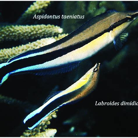 An Adult Of A Mimetic Blenny The False Cleanerfish Aspidontus