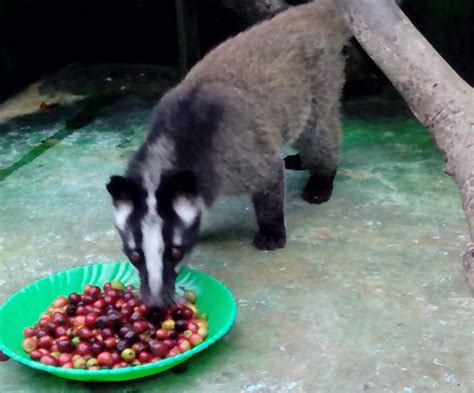 Bitter, sour taste of fruit and a little taste of tobacco. $2 million weasel coffee farm in Da Lat - News VietNamNet