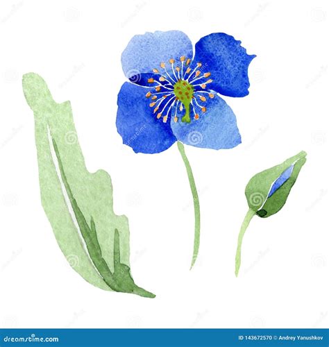 Blue Poppy Floral Botanical Flowers Watercolor Background Illustration