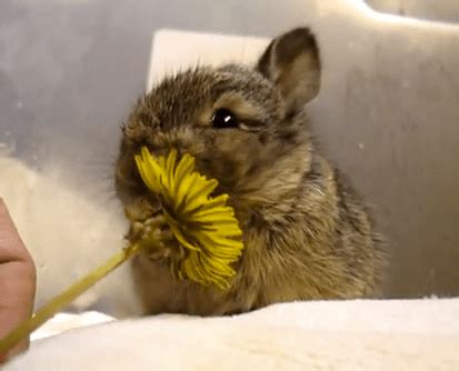 Red rabbit on green grass. Cute of the Day: Baby Bunny Eating a Flower - The World of ...