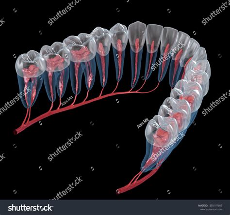 「dental Root Anatomy Xray View Medically」のイラスト素材 1555107605 Shutterstock