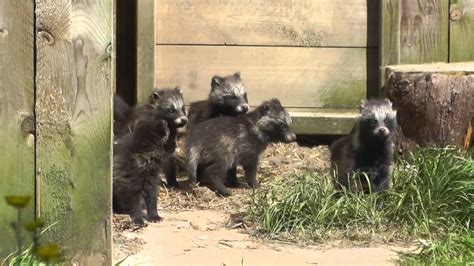 Raccoon Dog Pups Axe Valley Wildlife Park 17th May 2014 Youtube