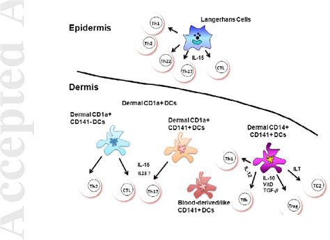 Figure 1 From Human Dendritic Cells Stars In The Skin Semantic Scholar