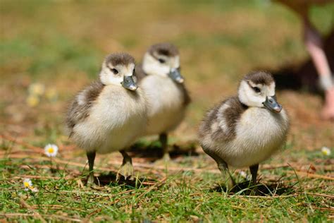 How To Care For Wild Baby Ducks The Ultimate Guide