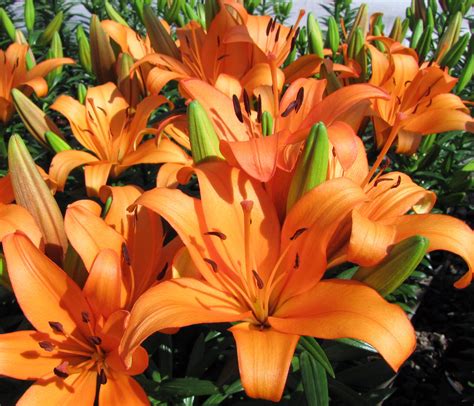 Asiatic Lily Care And Maintenance 3 Ways To Grow And Care For Asiatic