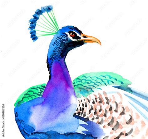 watercolor peacock stock illustration adobe stock