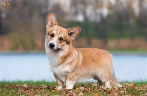 Lancaster puppies has a rowdy of cardigan welsh corgis, corgi puppies, and welsh corgi puppies. Corgi Dogs Price | PETSIDI