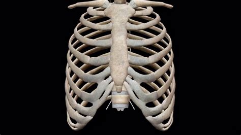 The thoracic cage, commonly called the rib cage, provides protection for the 2 lungs, heart, esophagus, diaphragm and liver. Are The Kidneys Located Inside Of The Rib Cage - Traumatic ...