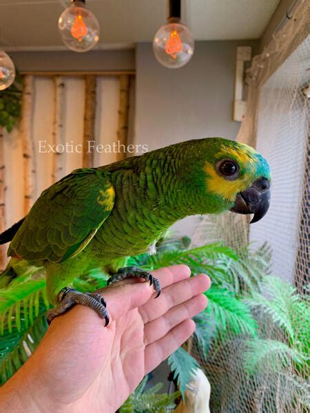 Gorgeous Hand Reared Baby Blue Fronted Amazon Parrots For Sale Birdtrader