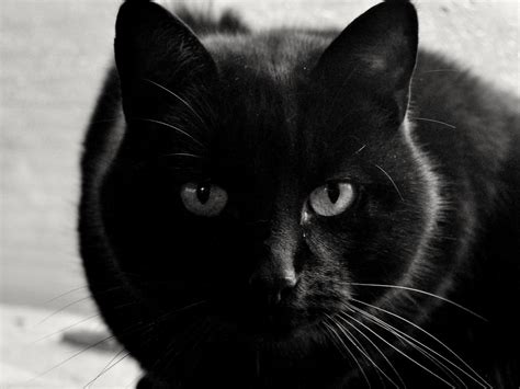 Black Cat No2 Cool Cats Black Cat Cats