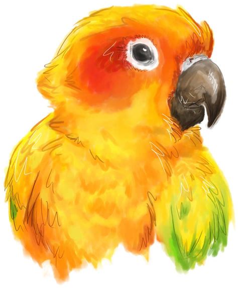 Naptime By Maggock On Deviantart Sun Conure Conure Parrots Really