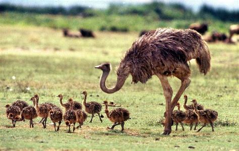 Baby Birdorable Ostrich In Baby Birds Ostriches