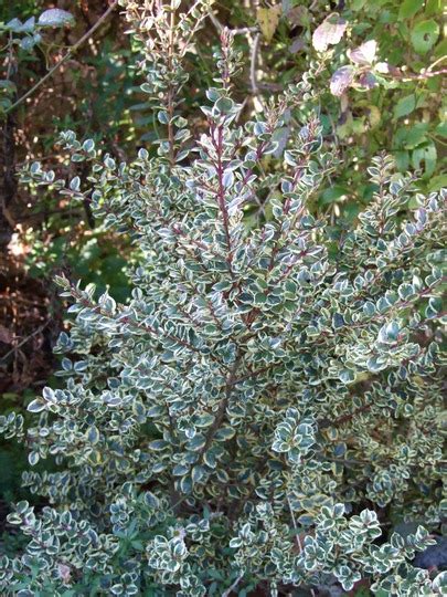 Variegated Myrtle Grows On You