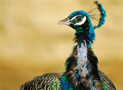 30 Most Beautiful Peacock Photos Stunning Peacocks Photography