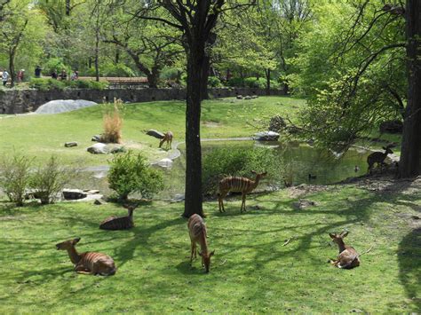 Bronx Zoo African Plains Nyala Herd Zoochat