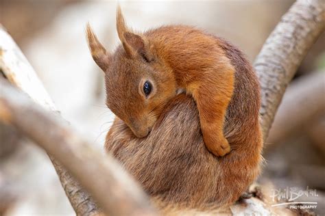 All Curled Up Squirrel