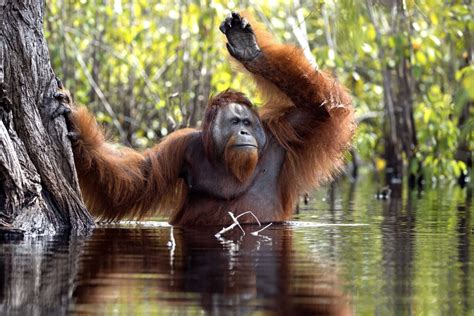Photographer Snaps Rare And Hilarious Picture Of Orangutan Taking A Bath